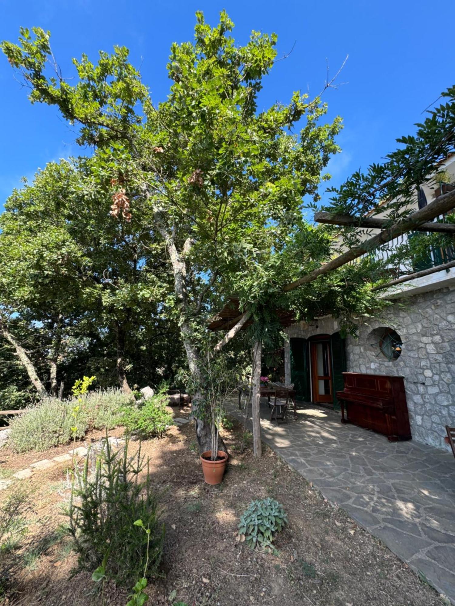 Groove'N'Grove Bed & Breakfast Sant'Agata sui due Golfi Exterior photo